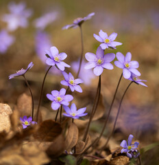 Fioletowy wiosenny kwiat - przylaszczka pospolita (anemone hepatica), makro kwiatów w lesie.  © mycatherina