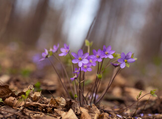Fioletowy wiosenny kwiat - przylaszczka pospolita (anemone hepatica), makro kwiatów w lesie.  © mycatherina