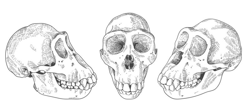 engraved chimp skull