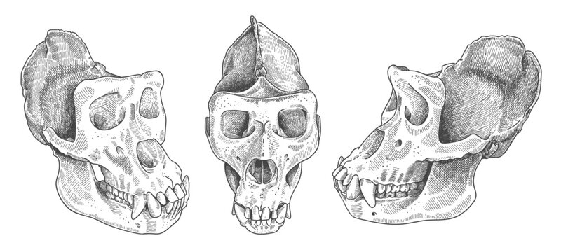 engraved gorilla skull