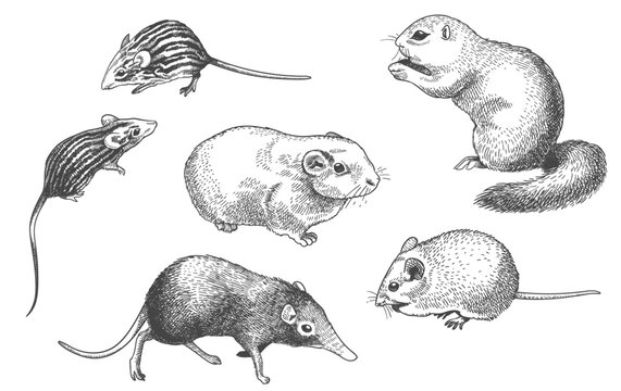 engraving rodents