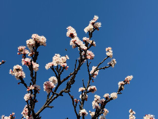Apricot blossoms with bees hover above dark branches under a deep blue sky. Pollination, spring awakening, biodiversity, fragile bloom, and the living energy of nature in sunlight.