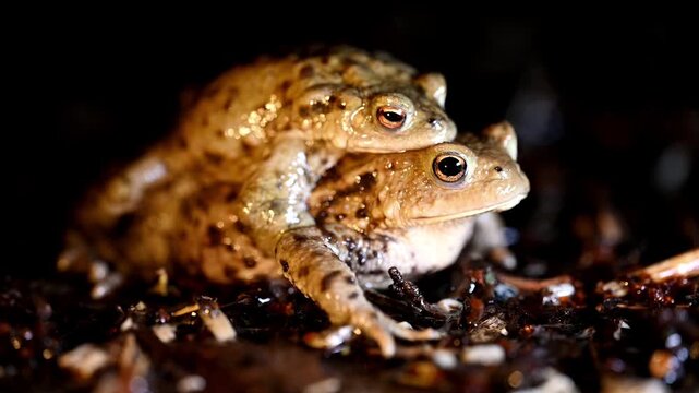 Real Time of Two common toads mating in the forest outdoors at night. Bufo bufo in Switzerland.	