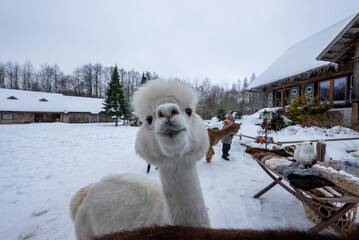 Fototapeta premium A white alpaca leans into view on a snowy farmstead. Rustic barns, steep roofs, pines, and a feed table appear as a bundled person reaches toward another alpaca.