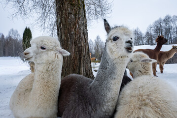 Fototapeta premium A cluster of alpacas huddles beneath a large leafless tree as more roam a frosty field. One alpaca bleats. Overcast light and cool tones emphasize soft wool.