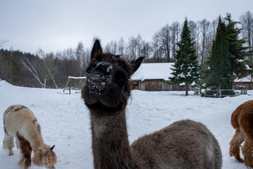 Fototapeta premium A curious alpaca stands front and center with snow on its nose, while others graze near rustic wooden buildings and evergreen trees on an overcast winter day.