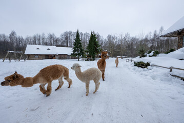 Fototapeta premium Four alpacas walk on a snow covered farm path, barns and a swing set sit behind. Leafless trees and evergreens frame the scene as they approach under overcast light.