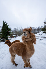 Fototapeta premium Two fluffy alpacas stand in a snowy paddock, wooden fences and fir trees present, overcast winter light softens tones, warm caramel coats contrast with white snow.