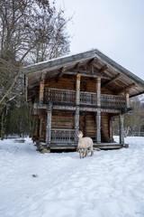 Fototapeta premium A creamy white alpaca stands alert in deep snow before a rustic two story log cabin with carved wooden balcony, bare winter trees, and an overcast sky.