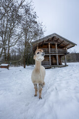 Fototapeta premium A white alpaca stands alert in a snowy clearing before a rustic wooden cabin with a deep roof and carved balcony rails, bare winter trees and a muted gray sky frame the scene.