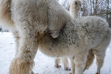 Fototapeta premium Ground level winter scene shows a young alpaca nursing under its mother, cream fleece with hay and snow, another alpaca stands watch, soft overcast light, tight low angle