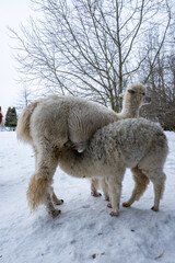 Fototapeta premium Two fluffy alpacas stand on snow as one leans across the other, bare trees frame the scene, distant evergreens appear, soft cool light and a low wide view present.