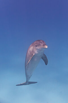 Cute bottlenose dolphin swimming to the surface in clear ocean water