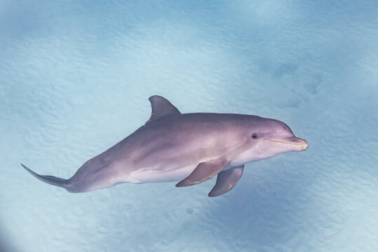 Bottlenose dolphin swimming over sand in clear ocean