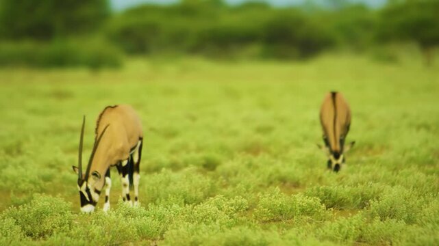 Two Gemsboks (Oryx gazella) grazing grass in kruger national park of south africa.
