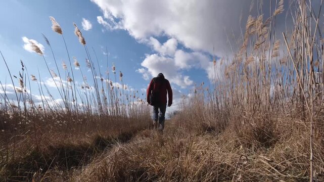 Unrecognizable man walking on the Great Hungarian Plain near Farmos, Hungary. Dry reeds swaying in strong wind beneath fast moving clouds on a blue sky. Windy winter wetland scenery.