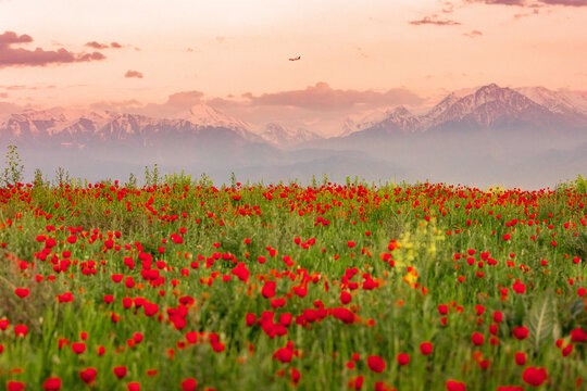 Blooming red poppy fields with mountain landscape in the background in Kazakhstan. Scenic spring meadow covered with wild poppies against majestic mountain scenery in Central Asia