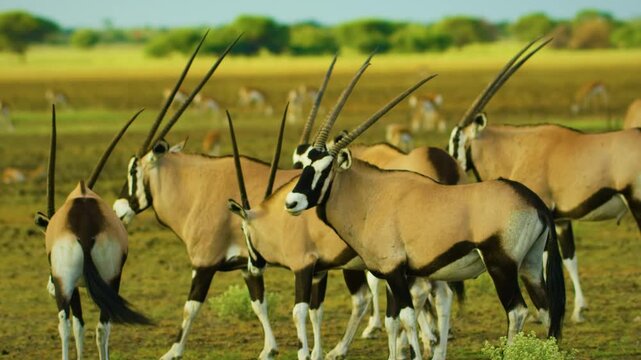 two gemsbok prepare for a fight in the arid landscape of South Africa.