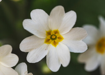 Fototapeta premium Close up photo of geranium flowers.