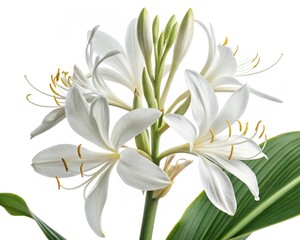 Obraz premium Hedychium – White hedychium ginger lily fragrant butterfly-like bloom, isolated on white background