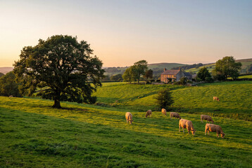 Naklejka premium Pastoral landscape with large oak tree and grazing cows