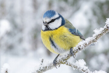 Fototapeta premium Fluffy blue tit perched delicately on a snow covered branch against a blurred winter forest