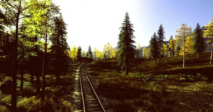 Sunlit narrow railroad track through meadow and young forest, overgrown corridor serving as informal wildlife route with mosscovered sleepers and native