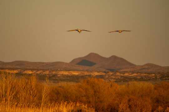 flying birds at sunset