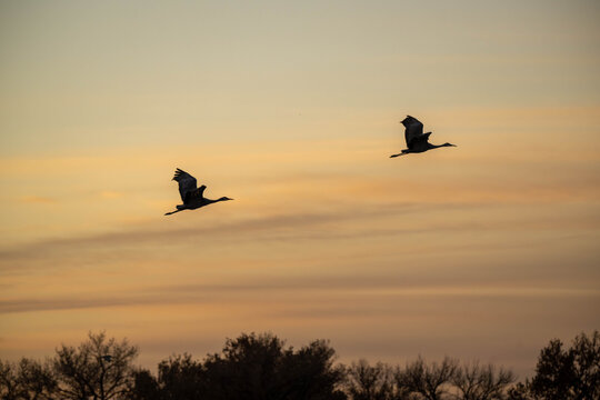 birds in sunset