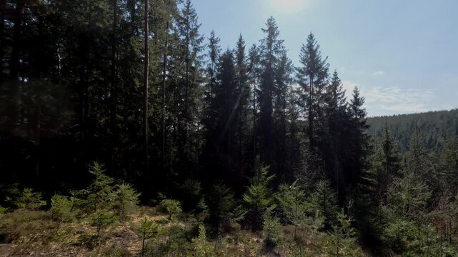 A peaceful forest landscape with tall conifer trees under a clear blue sky. Bright sunlight shines through the pine trees, creating a calm and natural atmosphere. Perfect representation of nature, tra