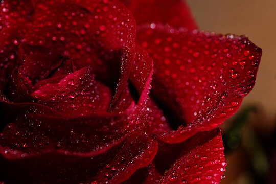 Macro Close Up of Red Rose Petals with Water Droplets. A stunning high-resolution macro shot of a deep red rose with fresh morning dew droplets on velvet petals against a dark background.