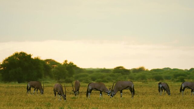 two gemsbok prepare for a fight in the arid landscape of South Africa.