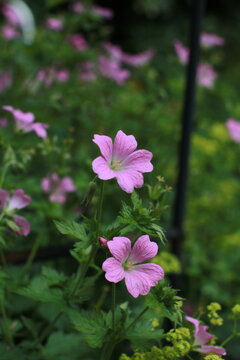 endres cranesbill