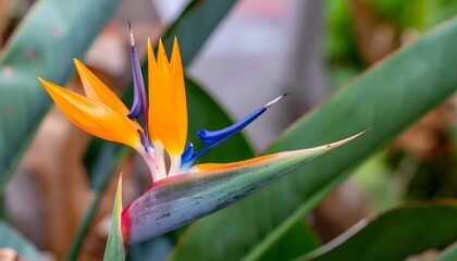Fototapeta premium Bird of Paradise flower in bloom.