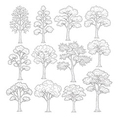 Fototapeta premium Diverse Fine Line Trees and Botanical Contour Sketches, Hand Drawn Deciduous Tree Outlines with Varied Canopy Shapes and Detailed Branching Vector Set