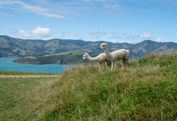 Fototapeta premium Alpacas on mountainside in New Zealand on the south island