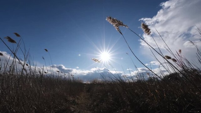 Brown reeds swaying in strong wind. Calm nature scenery with blue sky. The Great Hungarian Plain on a sunny early spring afternoon near Farmos, Hungary. 