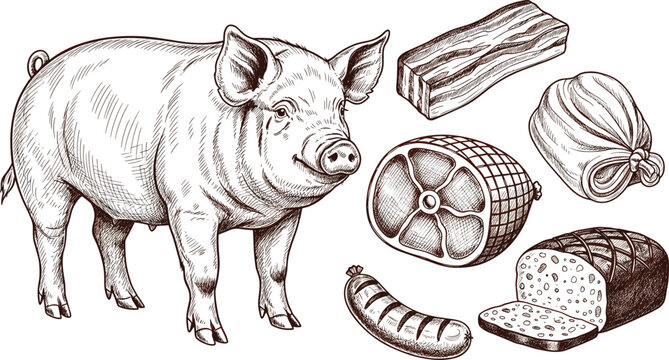 Pig and pork meat engraving vector set. Farm pig with bacon, ham and sausage cuts. Vintage butcher illustration collection.