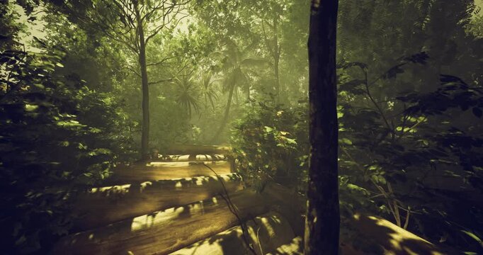 sunlit hiker trail through dense foliage offering rugged route, textured shadows and inviting corridor for exploration, outdoor fitness and adventure