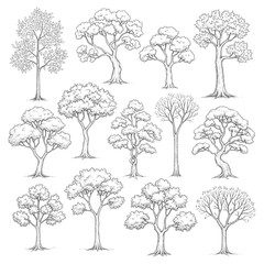Fototapeta premium Detailed Foliage and Trunk Texture Sketches, Hand Drawn Botanical Tree Illustrations with Realistic Bark and Leaf Patterns Vector Set