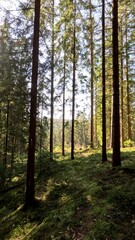 Fototapeta premium conifer trees in a peaceful forest under a clear blue sky