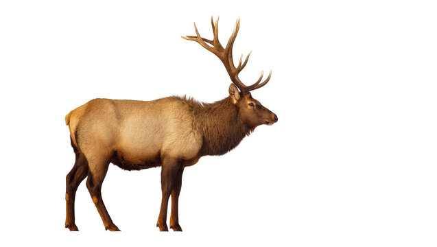 Majestic adult bull elk with impressive antlers standing in profile, isolated on a transparent background, a powerful wildlife PNG for nature designs