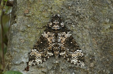 Mariposa se camuflando na parede © Rodrigo Postol