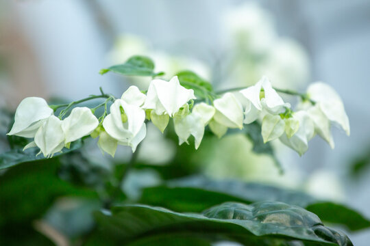 Flowers of the Clerodendrum thomsoniae, bleeding glory-bower also known as bleeding-heart vine