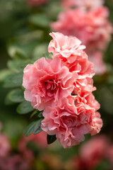 Fototapeta premium Beautiful pink camelia flowers and green leaves