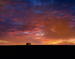 Cow and Calf Silhouetted Against Sunset