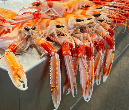 Fresh langoustines displayed on crushed ice at a seafood market stall in C&aacute;diz, Spain. Close-up of Mediterranean seafood delicacy at a traditional fish market.