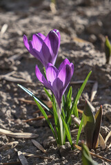 Obraz premium Single purple crocus flower emerging from dark moist soil with green shoots, natural outdoor spring setting