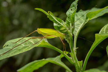 Pequeno inseto verde se camuflando na folhagem  © Rodrigo Postol