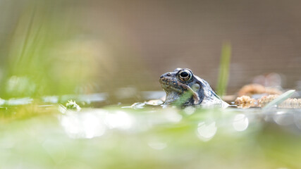 Obraz premium Common frog (Rana temporaria) eye above water surface in wetland, amphibian portrait in natural habitat during mating season in Czech Republic.